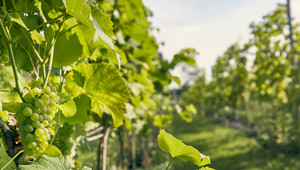 Winetasting in own vineyard
