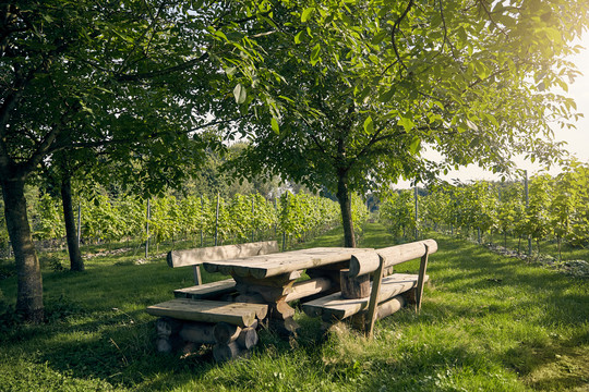 Picknick im Weinberg