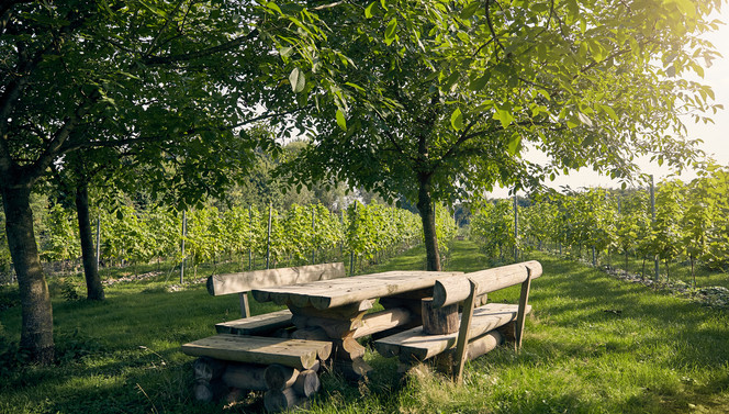 Picknick in vineyard