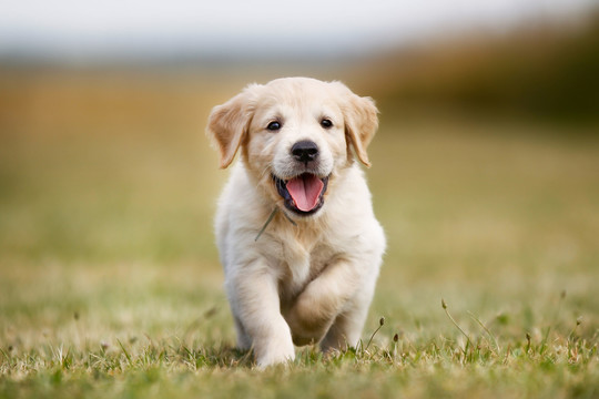 Dogs