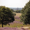 Mookerheide, mooi wandelgebied in de omgeving van Cuijk.